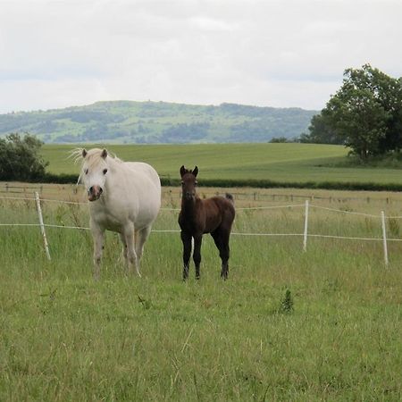 Bluebell Farm Bed and Breakfast Upton upon Severn Exteriör bild