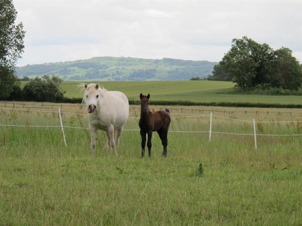 Bluebell Farm Bed and Breakfast Upton upon Severn Exteriör bild